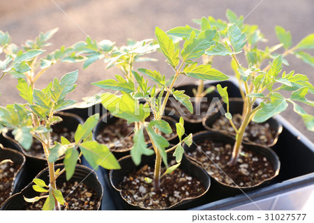Tomato seedling vegetable seedlings Tomato seedling vegetable seedlings 31027577