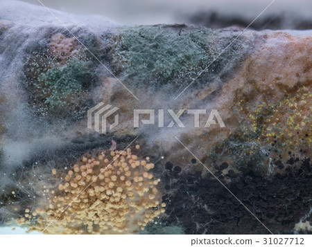 Fungus and mold on sliced bread Fungus and mold on sliced bread 31027712