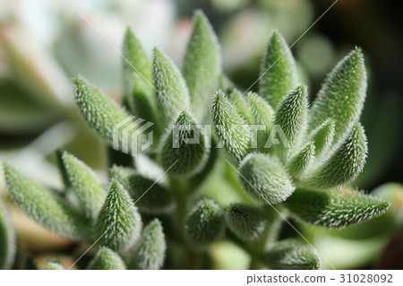 Gin silver / crusher 31028092