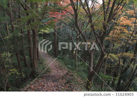 At Okaki prefecture's forest of autumn leaves 31028905