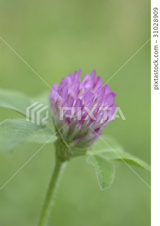 Muraki claws 31028909