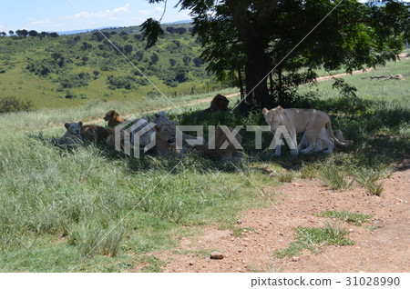 南非,德班,獅子 南非,德班,獅子 31028990