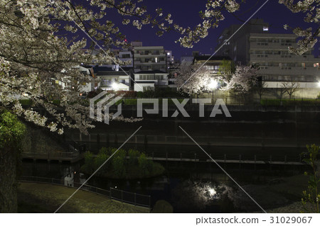 櫻花盛開,夜間的Shakujii河(Sonosuke Sakura Green Space) 櫻花盛開,夜間的Shakujii河(Sonosuke Sakura Green Space) 31029067