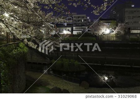 Sakura blooms, Shakujii River in the night (Sonosuke Sakura Green Space) 31029068
