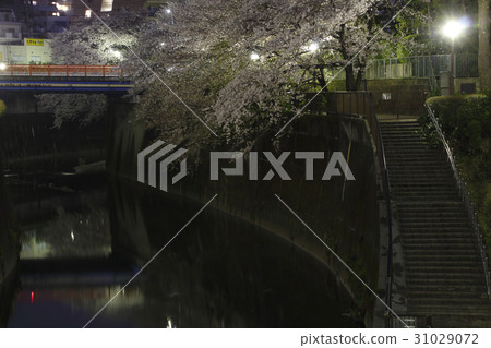 Cherry blossom, Shakujii River in the night (near the Takino River) 31029072