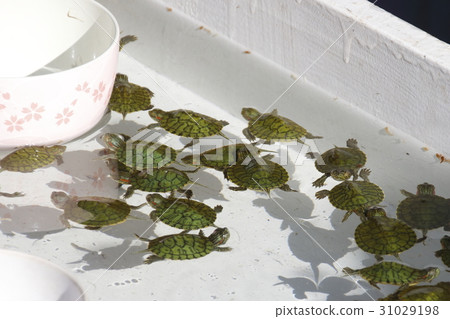 Green turtle of the day 31029198