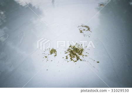 bird droppings on car hood 31029530