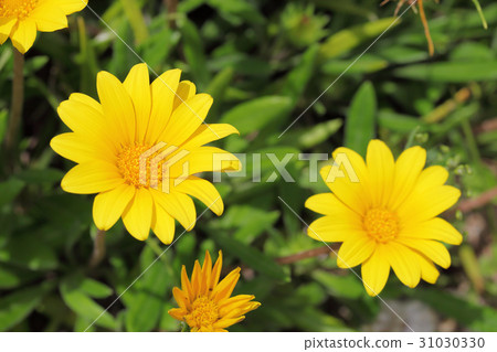 熟悉根雜色菊 熟悉根雜色菊 31030330