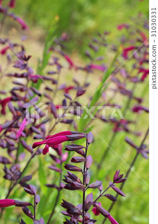 Salvia·櫻桃感覺花 31030331