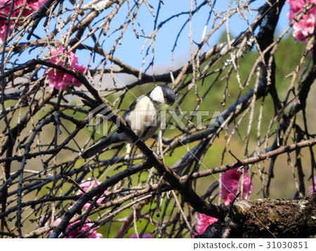 Spring Tits 31030851