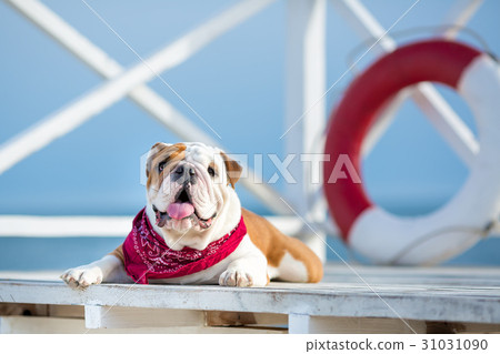 Cute puppy of english bull dog with funny face and 31031090