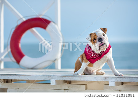 Cute puppy of english bull dog with funny face and Cute puppy of english bull dog with funny face and 31031091