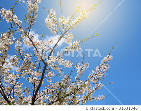 Branch of White cherry blossom (sakura) Branch of White cherry blossom (sakura) 31031340