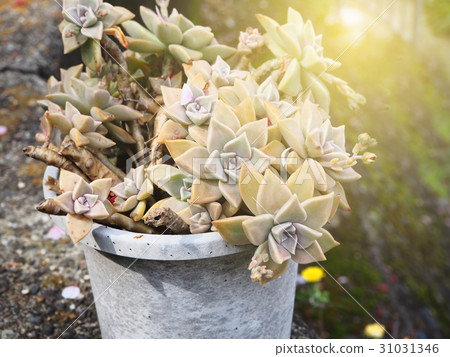 Crassulaceae Kalanchoe plant in pot decoration Crassulaceae Kalanchoe plant in pot decoration 31031346