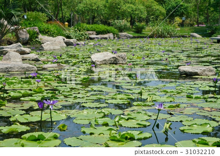 Thai park, plant, water lily pond 31032210