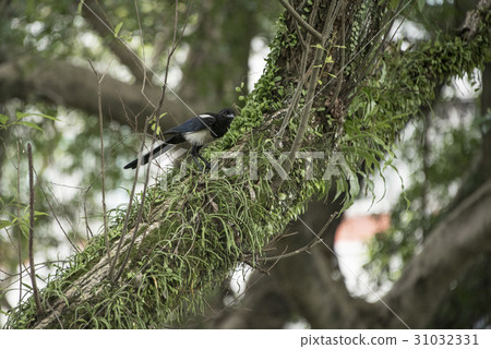 Magpie Magpie 31032331