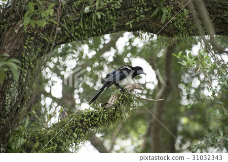 Magpie Magpie 31032343