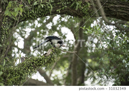 Magpie 31032349