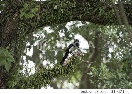 Magpie Magpie 31032351