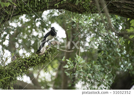 Magpie Magpie 31032352