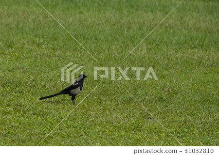 Magpie Magpie 31032810