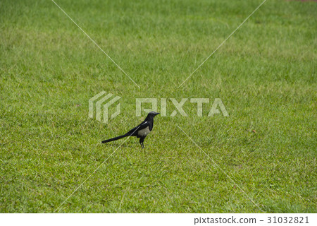 Magpie Magpie 31032821