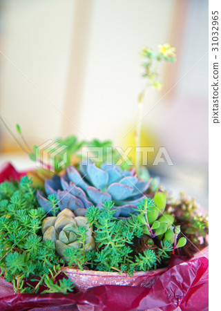 Planting succulent plants Planting succulent plants 31032965