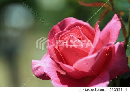 rose rose 31033144