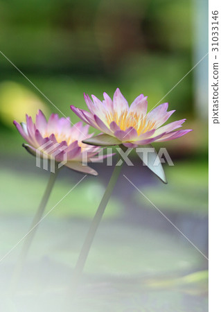 Lotus Lotus 31033146