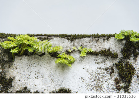 牆壁苔癬 31033536