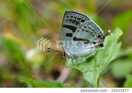 Mizuiro Onigajima Mizuiro Onigajima 31033977