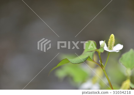 Dokudami flowers on the waterside 31034218