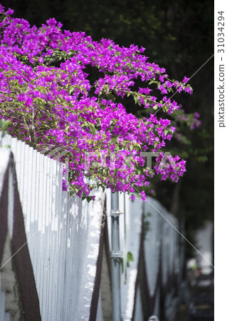 景美女中 31034294