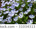 Nemophila 31034313
