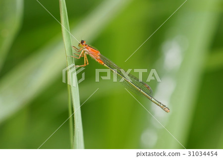 Ao montitonbo（不同顏色類型/女性） 31034454