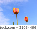 Tulip 31034496