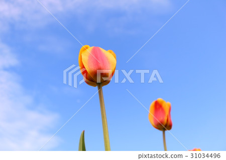 Tulip Tulip 31034496