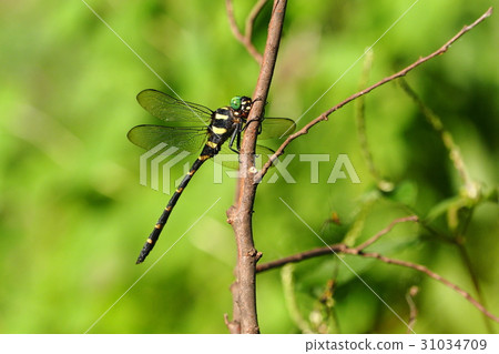 Onyangma (male) Onyangma (male) 31034709