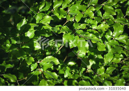 Spring new beech leaves Spring new beech leaves 31035040