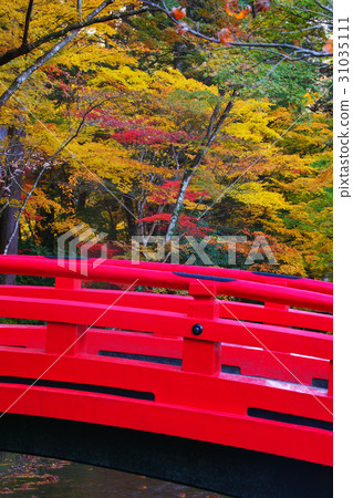 秋天的樹葉 31035111