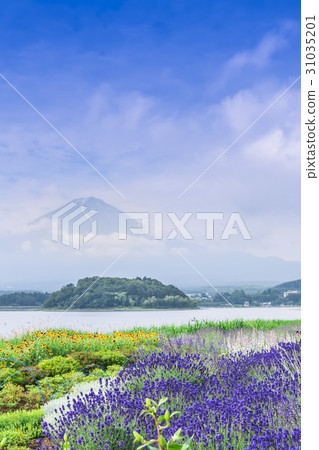 河口湖薰衣草 河口湖薰衣草 31035201