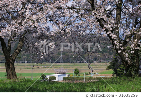 It is the appearance of a field and a mountain where you can see the tree of cherry blossoms in full bloom It is the appearance of a field and a mountain where you can see the tree of cherry blossoms in full bloom 31035259