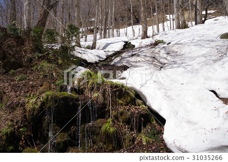 Kinasa Kinasa 31035266