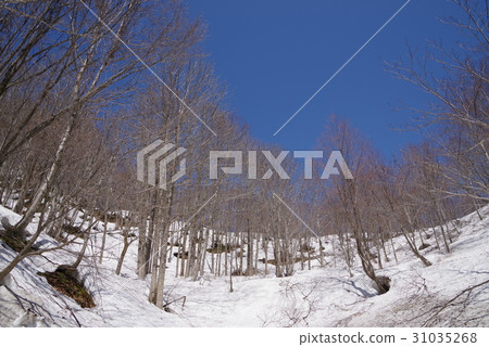 Kinasa Kinasa 31035268