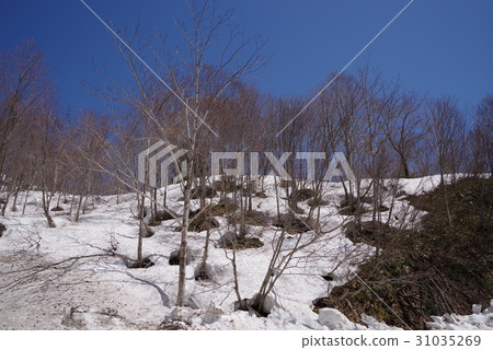 Kinasa Kinasa 31035269