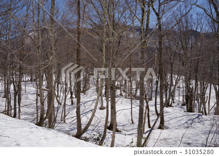 Kinasa Kinasa 31035280