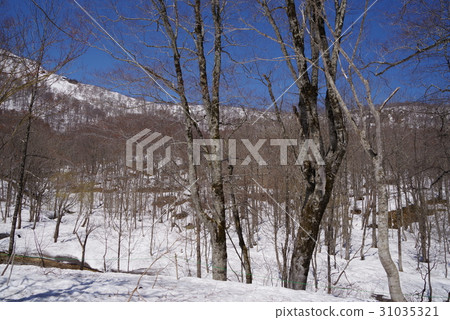 Kinasa Kinasa 31035321