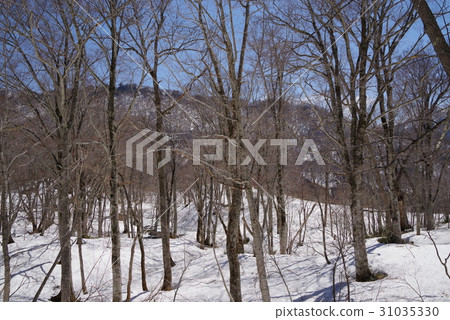 Kinasa Kinasa 31035330