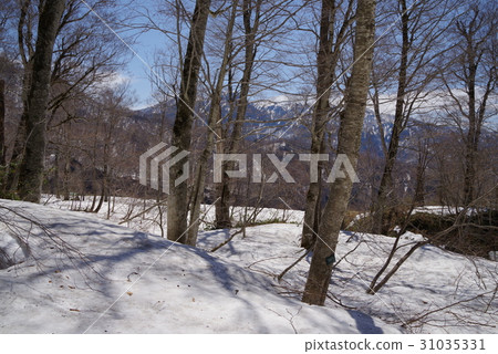 Kinasa Kinasa 31035331