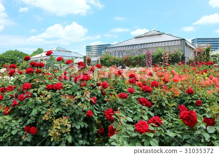 Spring rose and greenhouse of Keisei rose garden (May) Yachiyo city, Chiba prefecture Spring rose and greenhouse of Keisei rose garden (May) Yachiyo city, Chiba prefecture 31035372